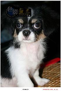 吃瓜娱乐酱小狗拍照